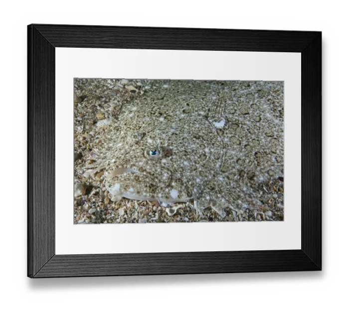 Framed Print : Brill (Scophthalmus rhombus) camouflaged on seabed, Channel Islands, UK, July Framed Print : Brill (Scophthalmus rhombus) camouflaged on seabed, Channel Islands, UK, July