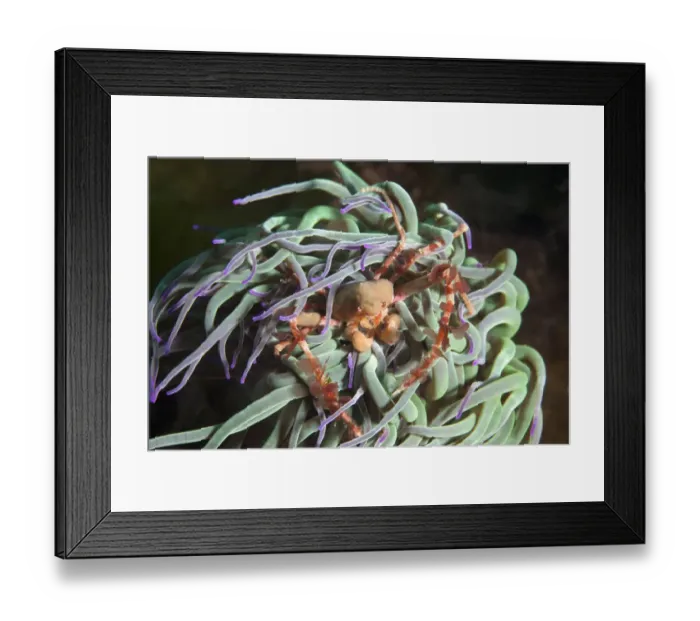 Framed Print : Sponge crab (Inachus sp) hiding in anemone, Channel Islands, UK June Framed Print : Sponge crab (Inachus sp) hiding in anemone, Channel Islands, UK June