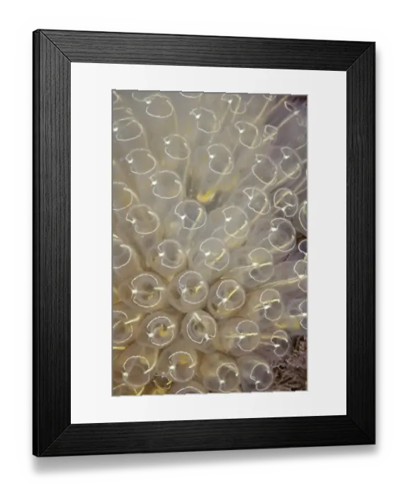 Framed Print : Light Bulb sea squirt (Clavelina lepadiformis) Channel Islands, UK July Framed Print : Light Bulb sea squirt (Clavelina lepadiformis) Channel Islands, UK July