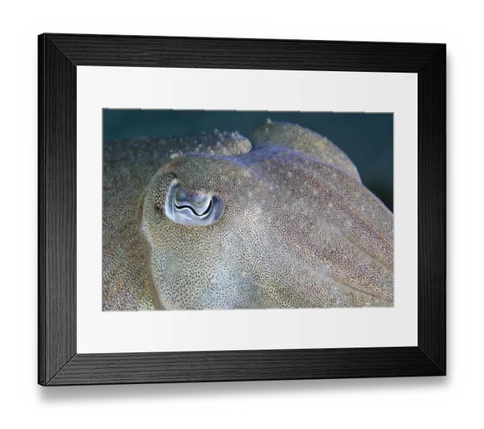 Framed Print : Common cuttlefish (Sepia officinalis) close up of face, Channel Islands, UK July Framed Print : Common cuttlefish (Sepia officinalis) close up of face, Channel Islands, UK July