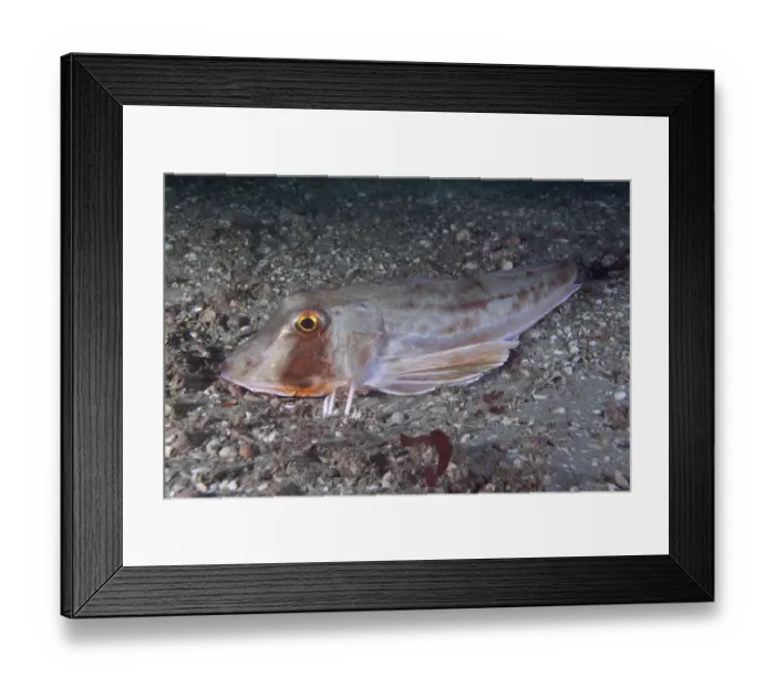 Framed Print : Sea robin / Grey gurnard (Eutrigla gurnardus) Channel Islands, UK August Framed Print : Sea robin / Grey gurnard (Eutrigla gurnardus) Channel Islands, UK August