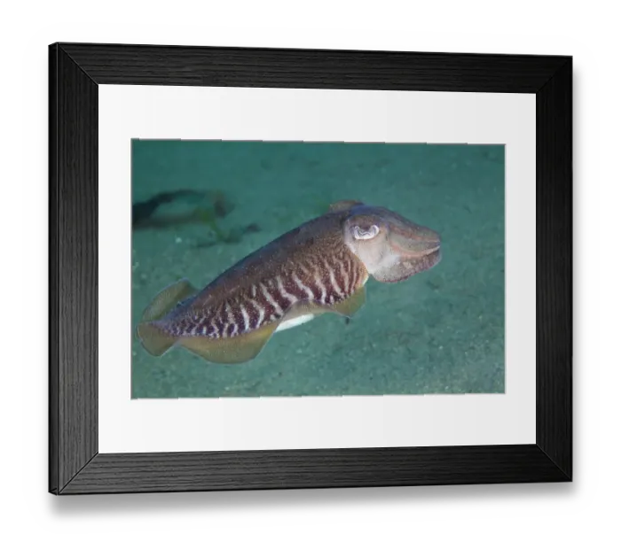 Framed Print : Common cuttlefish (Sepia officinalis) swimming profile, Channel Islands, UK July Framed Print : Common cuttlefish (Sepia officinalis) swimming profile, Channel Islands, UK July