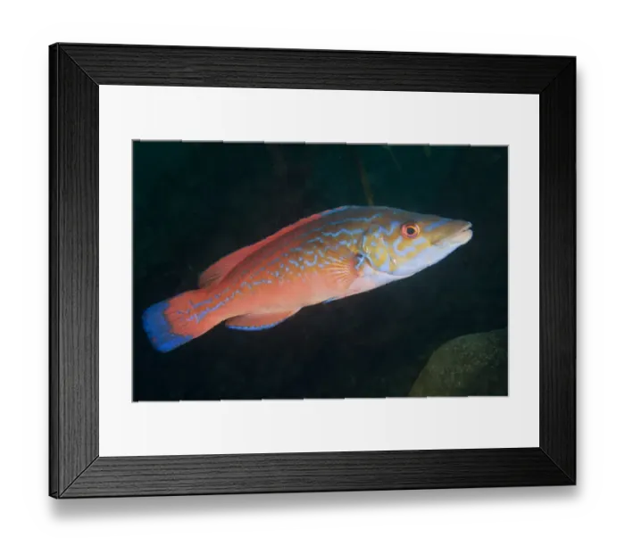 Framed Print : Cuckoo wrasse (Labrus mixtus) male profile, Channel Islands, UK August Framed Print : Cuckoo wrasse (Labrus mixtus) male profile, Channel Islands, UK August
