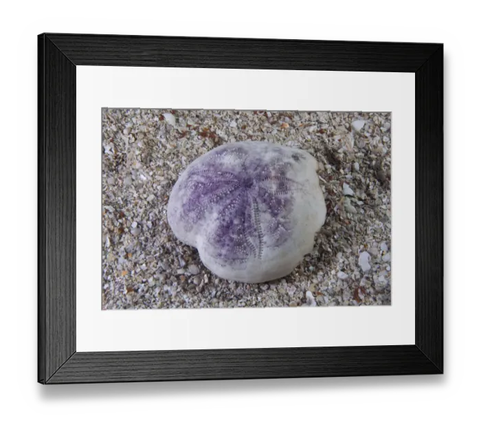 Framed Print : Shell of Purple heart urchin (Spatangus purpureus) Channel Islands, UK Framed Print : Shell of Purple heart urchin (Spatangus purpureus) Channel Islands, UK
