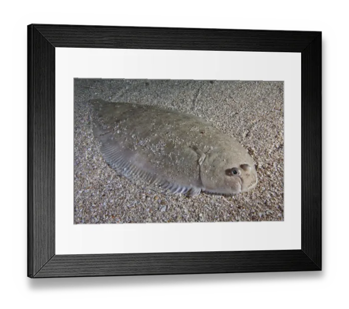 Framed Print : Dover sole (Solea solea) camouflaged on sea floor, Channel Islands, UK August Framed Print : Dover sole (Solea solea) camouflaged on sea floor, Channel Islands, UK August