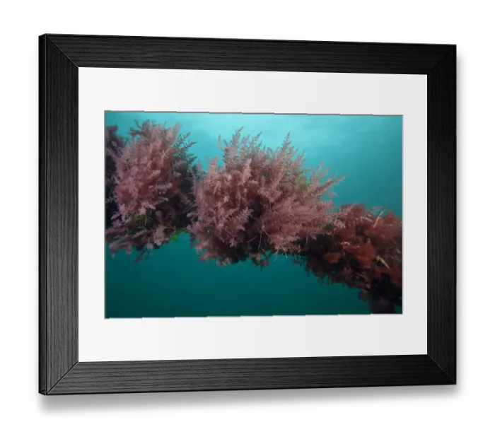 Framed Print : Harpoon weed (Asparagopsis armata) attached to rope, Channel Islands, UK