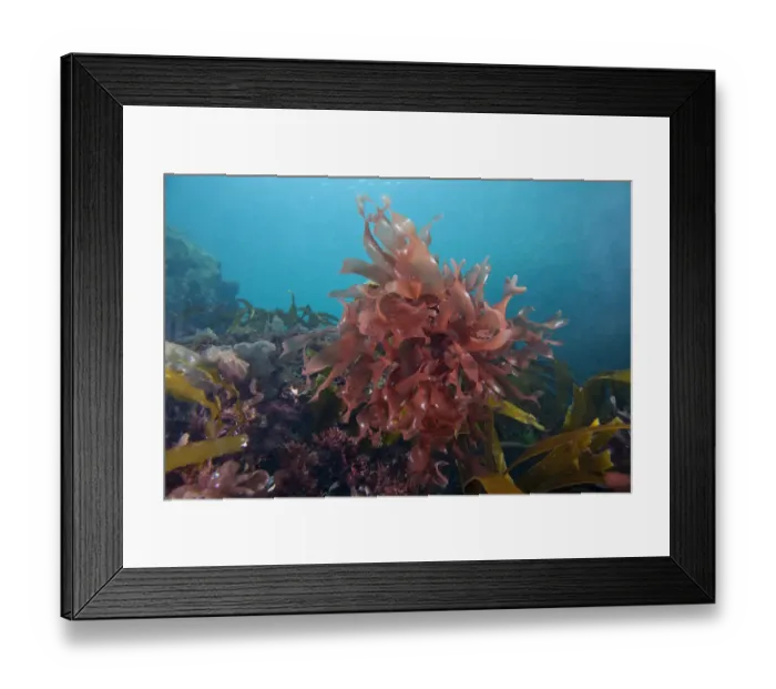 Framed Print : Dulse (Palmaria palmata) English Channel, off the coast of Sark, Channel Islands, July Framed Print : Dulse (Palmaria palmata) English Channel, off the coast of Sark, Channel Islands, July