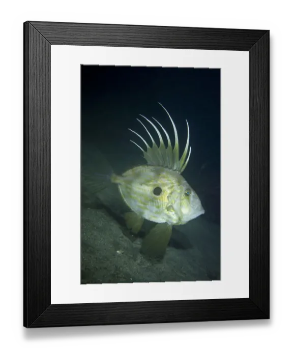 Framed Print : John dory (Zeus faber) profile portrait, Channel Islands, UK October