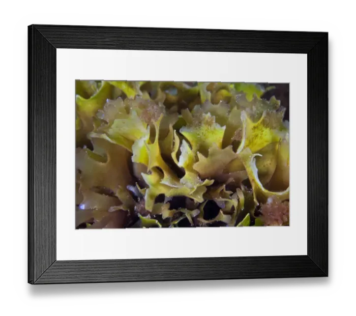 Framed Print : Irish Moss (Chondrus crispus) English Channel, off the coast of Sark, Channel Islands Framed Print : Irish Moss (Chondrus crispus) English Channel, off the coast of Sark, Channel Islands