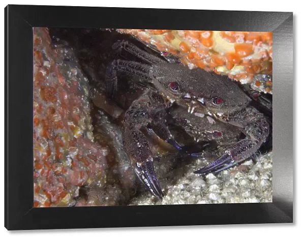 Velvet Swimming Crab (Necora  /  Liocarcinus puber) male guarding female. Gouliot Caves