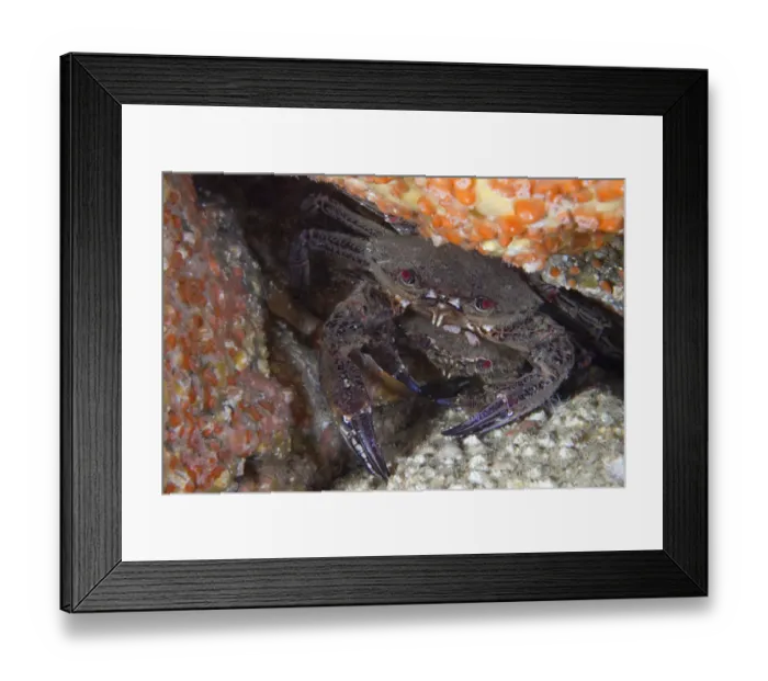 Framed Print : Velvet Swimming Crab (Necora  /  Liocarcinus puber) male guarding female. Gouliot Caves