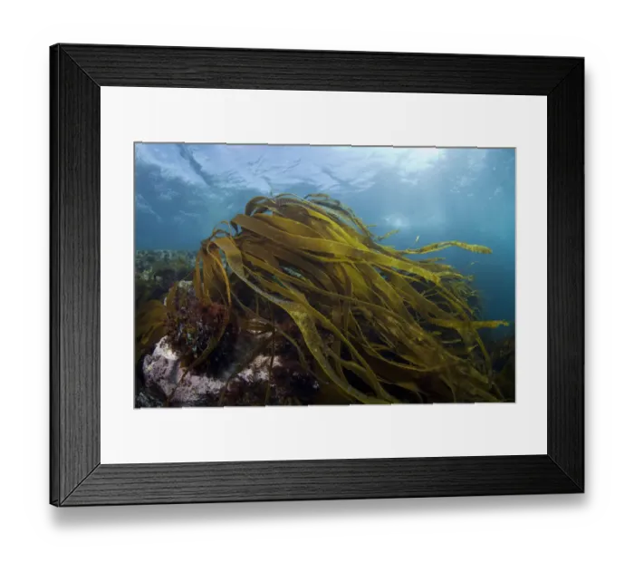 Framed Print : Furbelows (Saccorhiza polyschides) English Channel, off the coast of Sark, Channel Islands Framed Print : Furbelows (Saccorhiza polyschides) English Channel, off the coast of Sark, Channel Islands