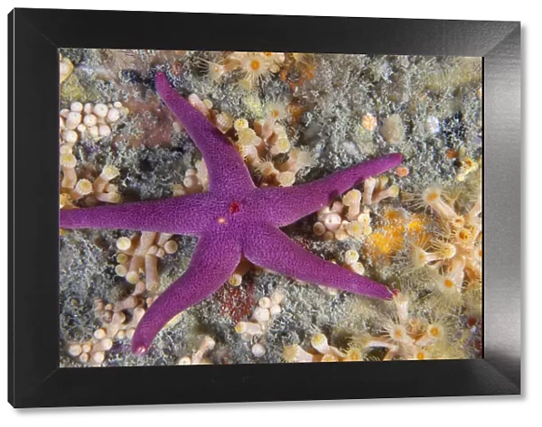 Bloody Henry Starfish (Henricia oculata). Les Dents, Sark, British Channel Islands, August