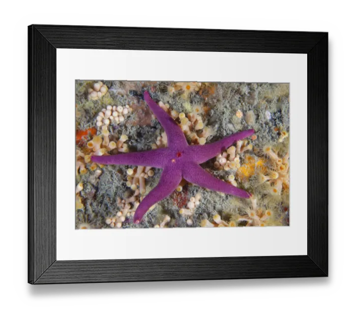 Framed Print : Bloody Henry Starfish (Henricia oculata). Les Dents, Sark, British Channel Islands, August