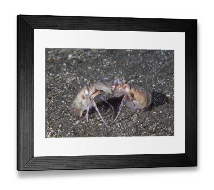 Framed Print : Anemone Hermit Crab (Pagurus prideaux) courtship behaviour. Maseline Harbour, Sark Framed Print : Anemone Hermit Crab (Pagurus prideaux) courtship behaviour. Maseline Harbour, Sark