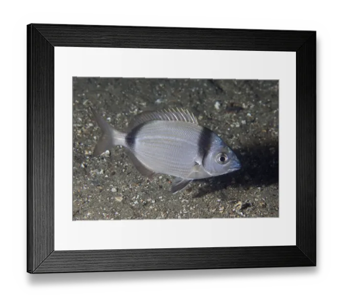 Framed Print : Two-banded Seabream (Diplodus vulgaris) Maseline Harbour, Sark, British Channel Islands, September Framed Print : Two-banded Seabream (Diplodus vulgaris) Maseline Harbour, Sark, British Channel Islands, September