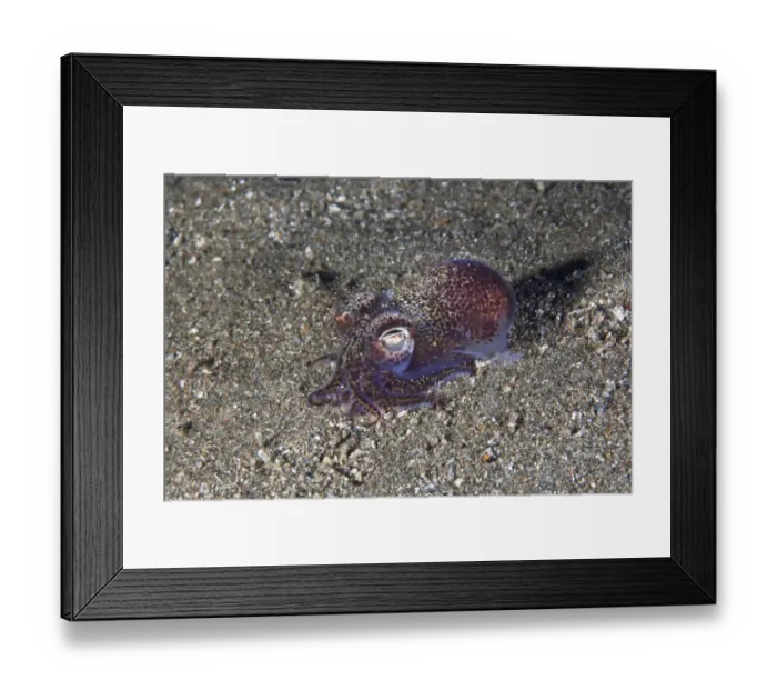 Framed Print : Little Cuttlefish  /  Bobtail Squid (Sepiola atlantica)