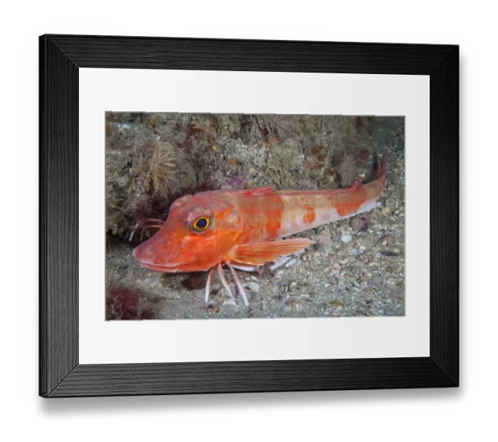 Framed Print : Red Gurnard (Aspitrigla / Chelidonichthys cuculus). Les Dents, Sark, British Channel Islands, July Framed Print : Red Gurnard (Aspitrigla / Chelidonichthys cuculus). Les Dents, Sark, British Channel Islands, July