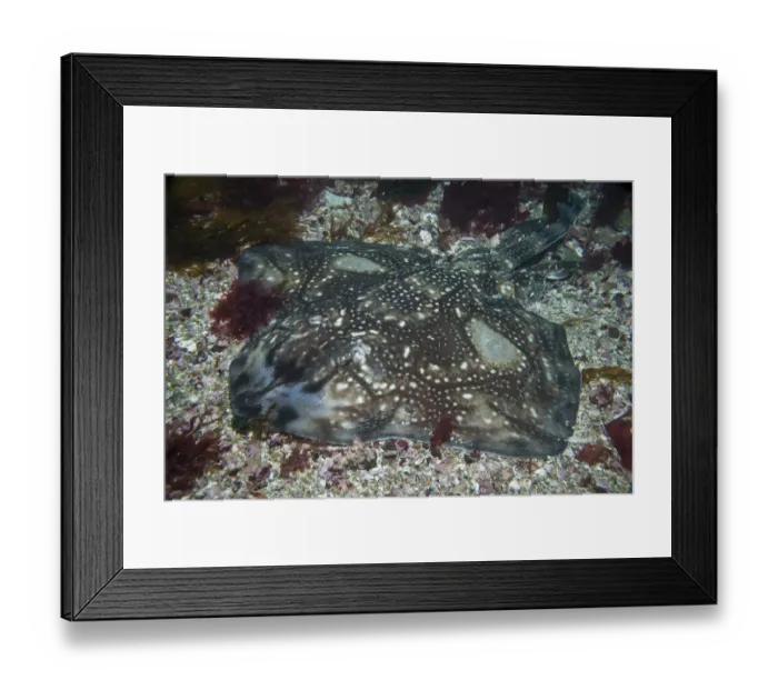 Framed Print : Undulate Ray (Raja undulata) Sark, British Channel Islands, July Framed Print : Undulate Ray (Raja undulata) Sark, British Channel Islands, July