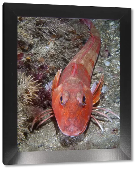 Red Gurnard (Aspitrigla  /  Chelidonichthys cuculus). Les Dents, Sark, British Channel Islands, July