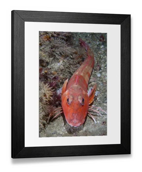 Framed Print : Red Gurnard (Aspitrigla / Chelidonichthys cuculus). Les Dents, Sark, British Channel Islands, July Framed Print : Red Gurnard (Aspitrigla / Chelidonichthys cuculus). Les Dents, Sark, British Channel Islands, July