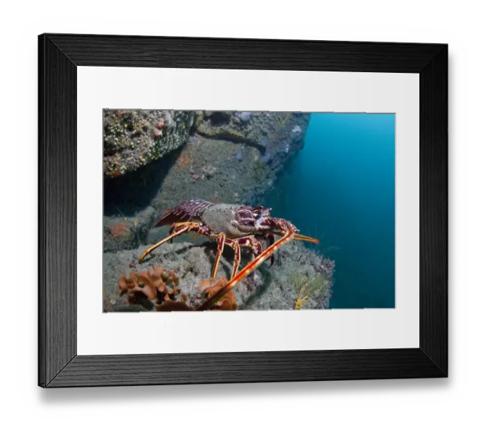 Framed Print : Crawfish / Spiny Lobster (Palinurus elephas). L Etac, Sark, British Channel Islands, August Framed Print : Crawfish / Spiny Lobster (Palinurus elephas). L Etac, Sark, British Channel Islands, August