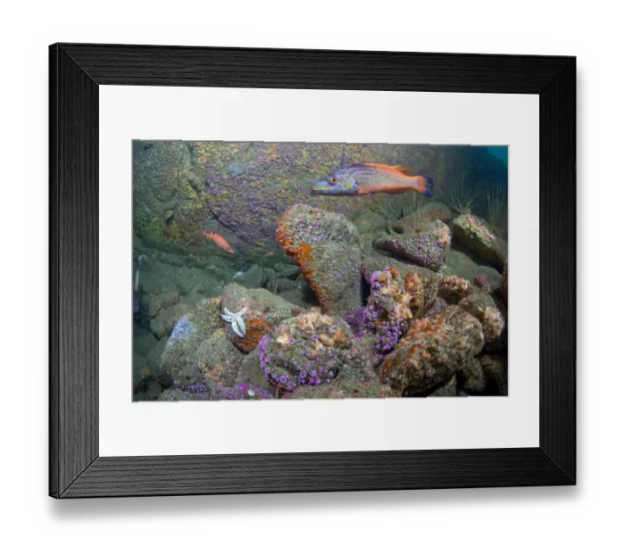 Framed Print : British underwater scenic with Jewel Anemones (Corynactis viridis) and Cuckoo Wrasse Framed Print : British underwater scenic with Jewel Anemones (Corynactis viridis) and Cuckoo Wrasse