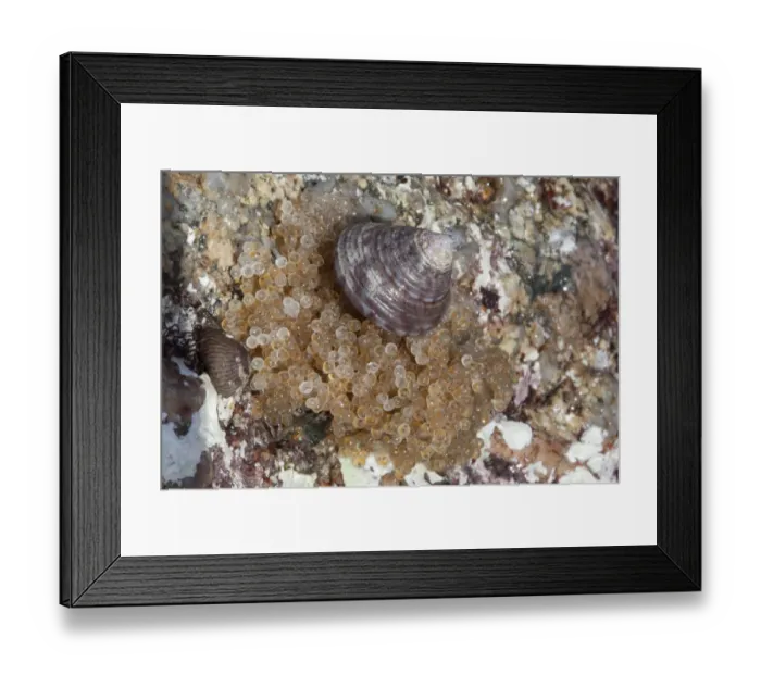 Framed Print : Eggs of Long-spined sea scorpion (Taurulus bubalis) on sea shore, possibly being Framed Print : Eggs of Long-spined sea scorpion (Taurulus bubalis) on sea shore, possibly being