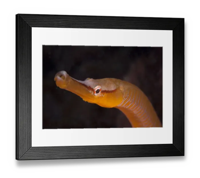 Framed Print : Snake Pipefish (Entelurus aequoreus) Sark, British Channel Islands Framed Print : Snake Pipefish (Entelurus aequoreus) Sark, British Channel Islands
