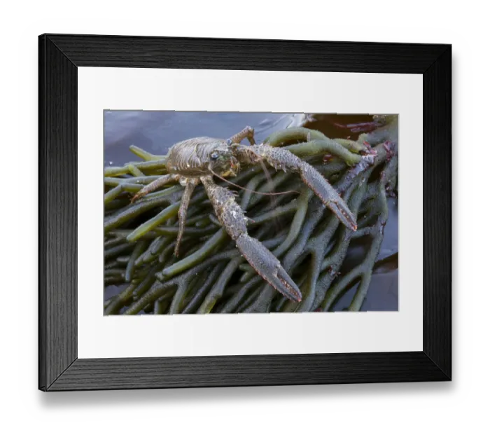 Framed Print : Squat Lobster (Galathea squamifera) on seaweed on the shore at Sark, British Channel Islands