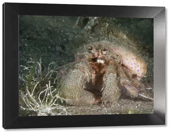 Anemone Hermit Crab (Pagurus prideaux) with Cloak Anemone (Adamsia palliata) Bouley Bay