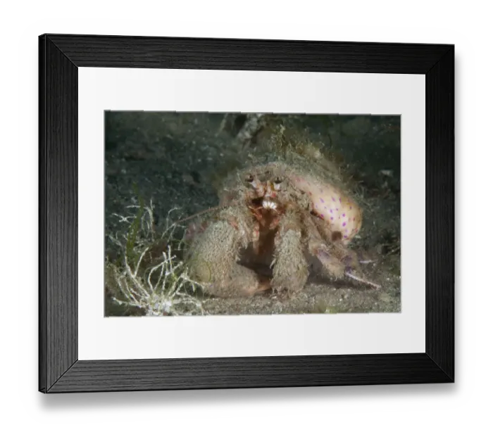 Framed Print : Anemone Hermit Crab (Pagurus prideaux) with Cloak Anemone (Adamsia palliata) Bouley Bay Framed Print : Anemone Hermit Crab (Pagurus prideaux) with Cloak Anemone (Adamsia palliata) Bouley Bay