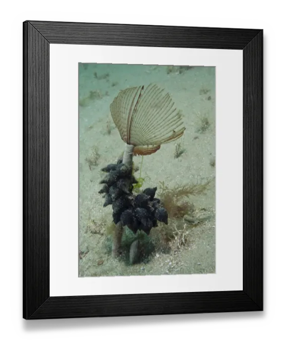 Framed Print : Peacock Tube Worm (Sabella pavonina) with Cuttlefish eggs, Bouley Bay, Jersey, British Framed Print : Peacock Tube Worm (Sabella pavonina) with Cuttlefish eggs, Bouley Bay, Jersey, British
