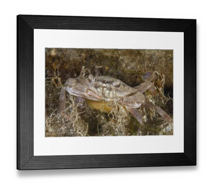 Framed Print : Female Harbour Crab with eggs (Liocarcinus depurator) Bouley Bay, Jersey, British Channel Islands Framed Print : Female Harbour Crab with eggs (Liocarcinus depurator) Bouley Bay, Jersey, British Channel Islands