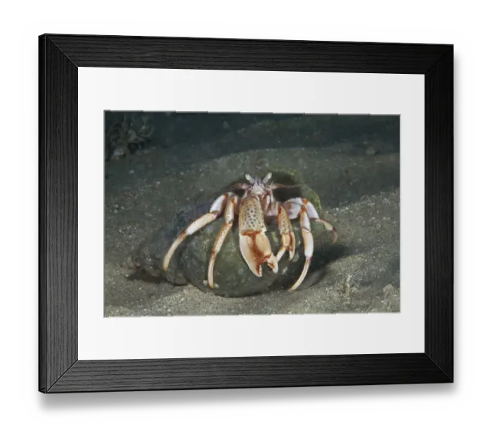 Framed Print : Common Hermit Crab (Pagurus bernhardus) Bouley Bay, Jersey, British Channel Islands Framed Print : Common Hermit Crab (Pagurus bernhardus) Bouley Bay, Jersey, British Channel Islands