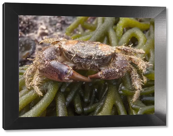 Hairy Crab (Pilumnus hirtellus) on seaweed on the beach, Sark, British Channel Islands