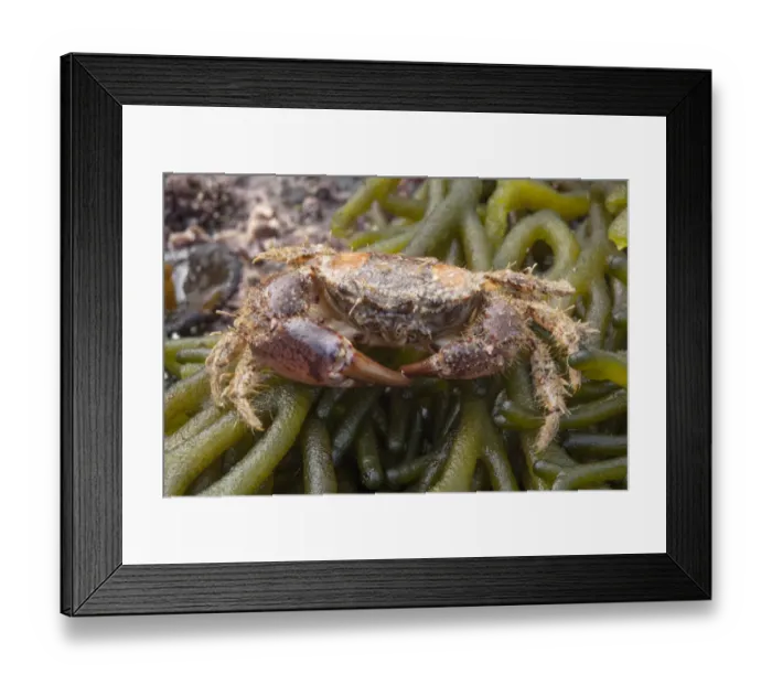 Framed Print : Hairy Crab (Pilumnus hirtellus) on seaweed on the beach, Sark, British Channel Islands