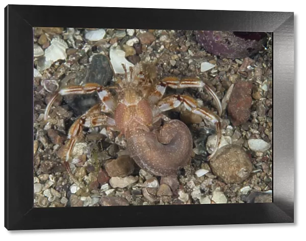 Common Hermit Crab (Pagurus bernhardus) Bouley Bay, Jersey, British Channel Islands