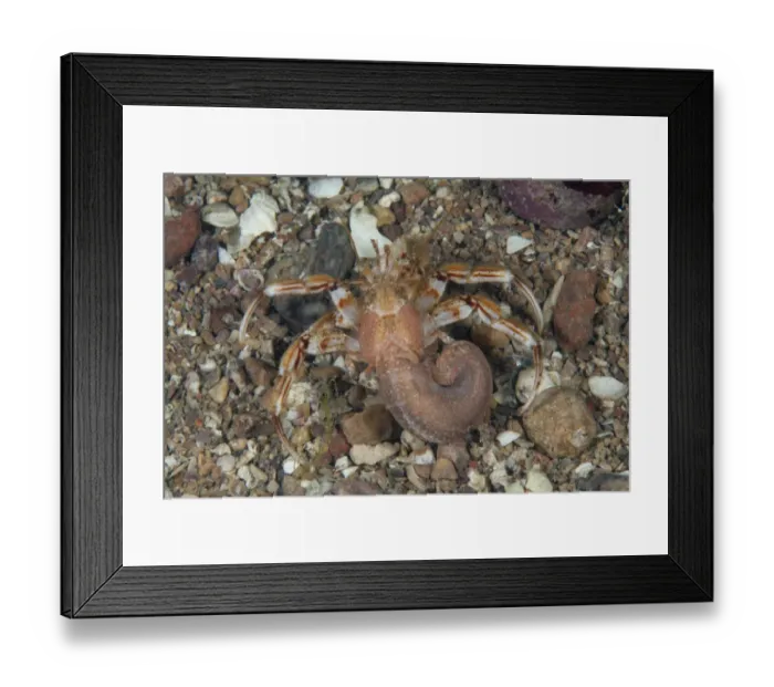 Framed Print : Common Hermit Crab (Pagurus bernhardus) Bouley Bay, Jersey, British Channel Islands Framed Print : Common Hermit Crab (Pagurus bernhardus) Bouley Bay, Jersey, British Channel Islands