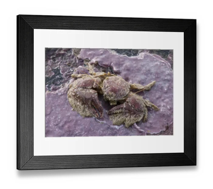 Framed Print : Broad-clawed Porcelain Crab (Porcellana platycheles) on sea shore, Sark, British Channel Islands Framed Print : Broad-clawed Porcelain Crab (Porcellana platycheles) on sea shore, Sark, British Channel Islands