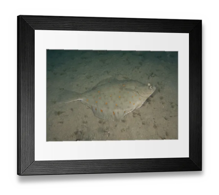 Framed Print : Plaice (Pleuronectes platessa) Bouley Bay, Jersey, British Channel Islands Framed Print : Plaice (Pleuronectes platessa) Bouley Bay, Jersey, British Channel Islands