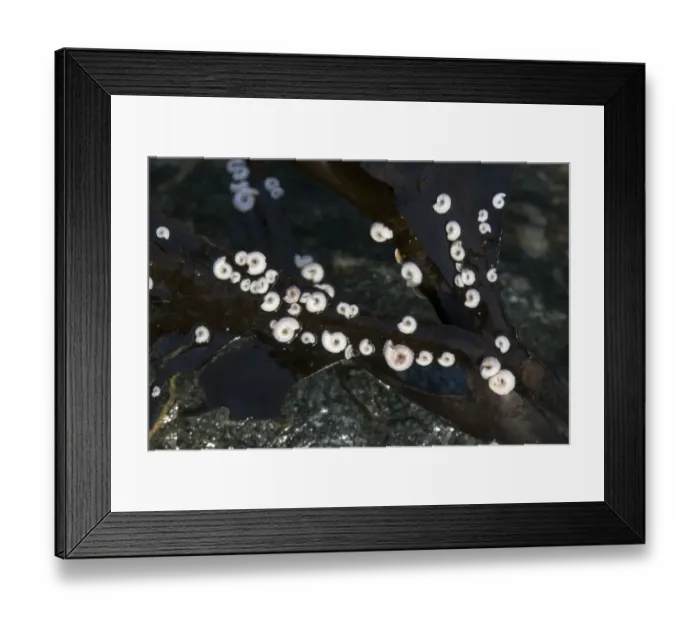 Framed Print : Post Horn Worms (Spirorbis) on seaweed, on beach, Derrible Bay, Sark, British Channel Islands Framed Print : Post Horn Worms (Spirorbis) on seaweed, on beach, Derrible Bay, Sark, British Channel Islands