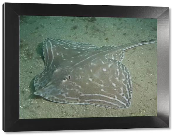 Small-eyed Ray (Raja microocellata) on sea floor, Bouley Bay, Jersey, British Channel Islands