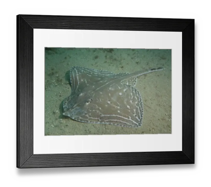 Framed Print : Small-eyed Ray (Raja microocellata) on sea floor, Bouley Bay, Jersey, British Channel Islands Framed Print : Small-eyed Ray (Raja microocellata) on sea floor, Bouley Bay, Jersey, British Channel Islands