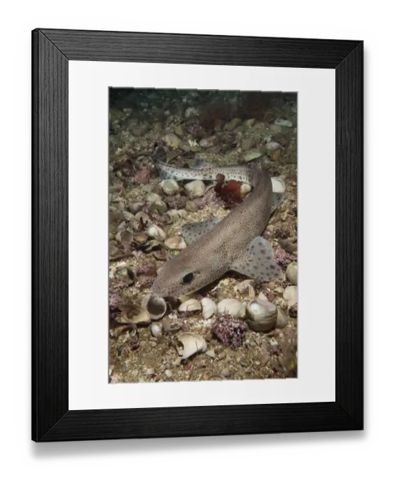Framed Print : Smallspotted catshark (Scyliorhinus canicula) on sea floor, Jersey, British Channel Islands Framed Print : Smallspotted catshark (Scyliorhinus canicula) on sea floor, Jersey, British Channel Islands