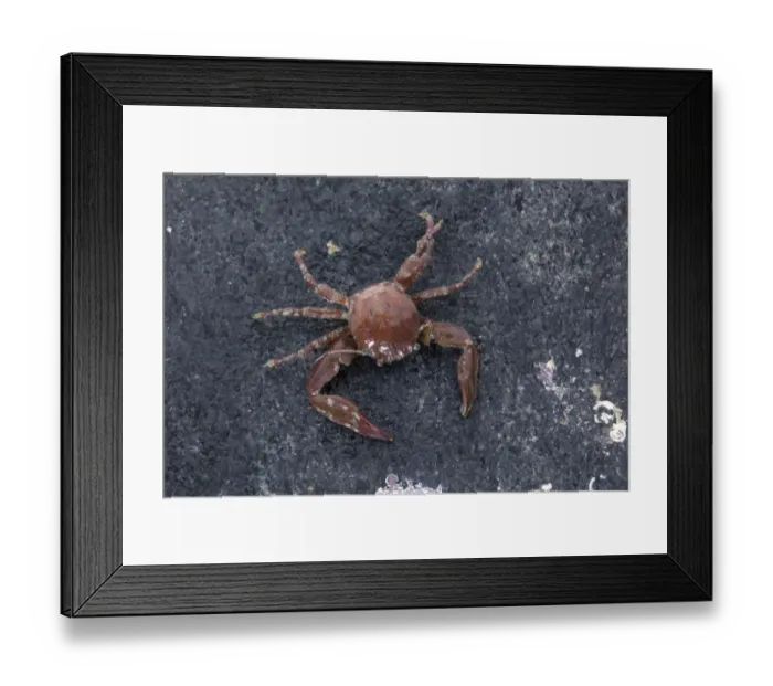 Framed Print : Long clawed porcelain crab (Pisidia longicornis) on seashore, Sark, British Channel Islands Framed Print : Long clawed porcelain crab (Pisidia longicornis) on seashore, Sark, British Channel Islands