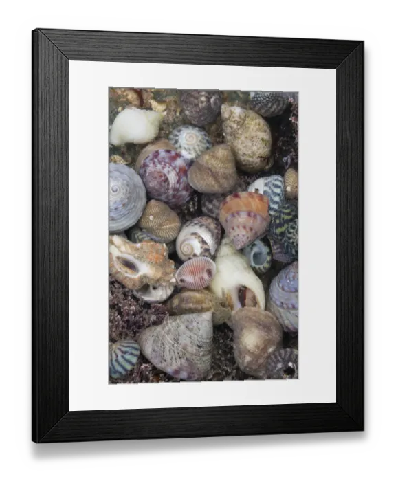 Framed Print : Mixed seashells on beach in Sark, British Channel Islands Framed Print : Mixed seashells on beach in Sark, British Channel Islands
