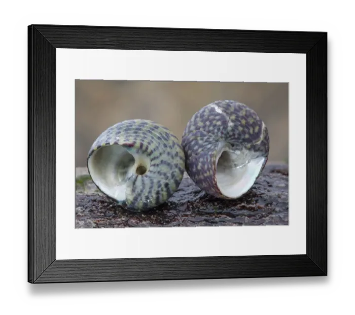 Framed Print : Pennants Topshell (Gibbula pennanti) and Purple Topshell (Gibbula umbilicalis) Framed Print : Pennants Topshell (Gibbula pennanti) and Purple Topshell (Gibbula umbilicalis)