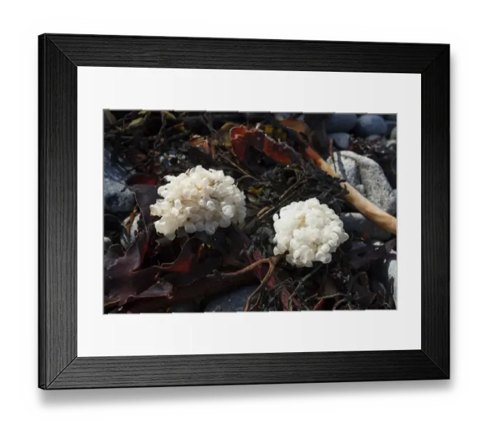 Framed Print : Eggs of Common whelk (Buccinum undatum) on seaweed washed up on beach, Sark, British Framed Print : Eggs of Common whelk (Buccinum undatum) on seaweed washed up on beach, Sark, British