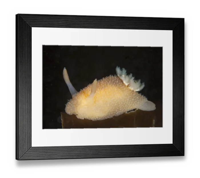 Framed Print : Nudibranch (Acanthodoris pilosa) Pavlaison, Sark, British Channel Islands Framed Print : Nudibranch (Acanthodoris pilosa) Pavlaison, Sark, British Channel Islands